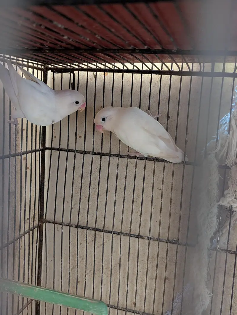 All setup for sell with cage — photo 4