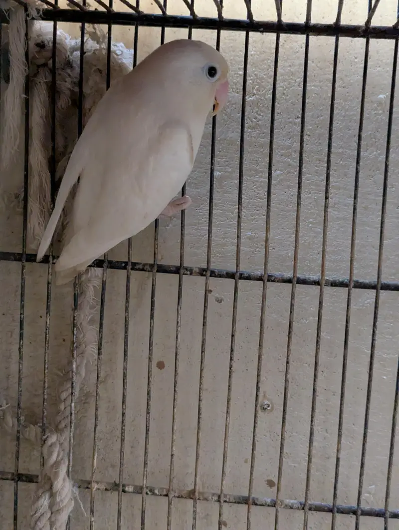 All setup for sell with cage — photo 5