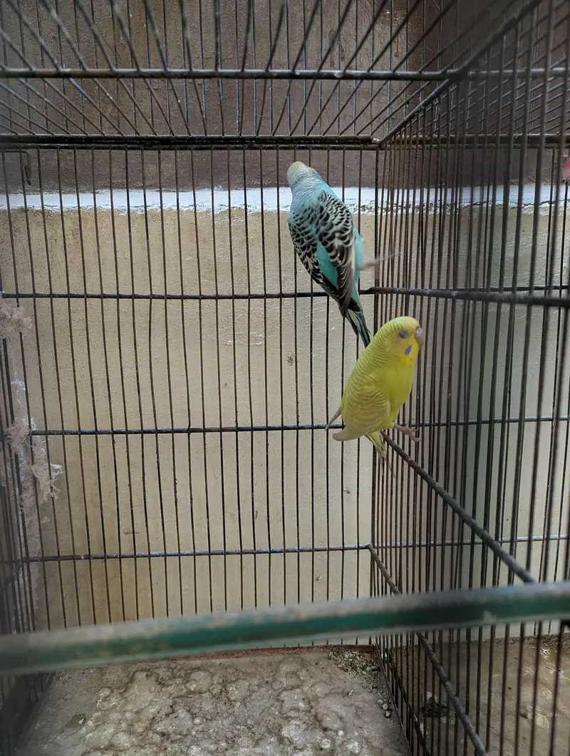 All setup for sell with cage — photo 8