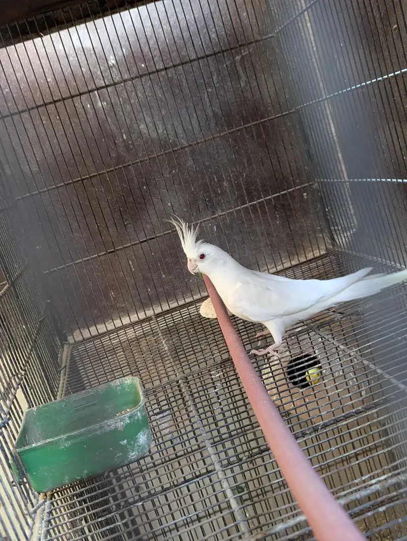 All setup for sell with cage — photo 9