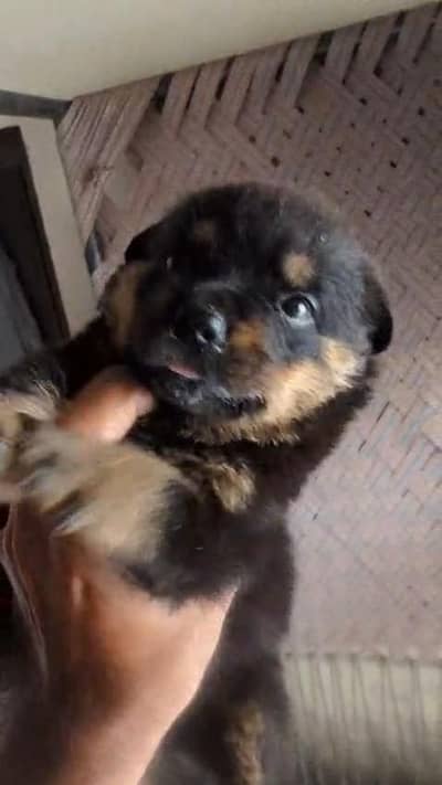 Rottweiler dog puppy heavy bleed line