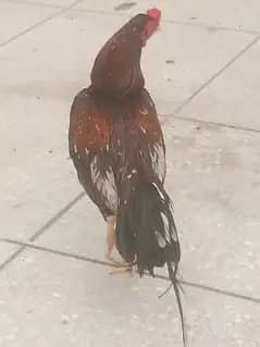 aseel pair and Heera chicks