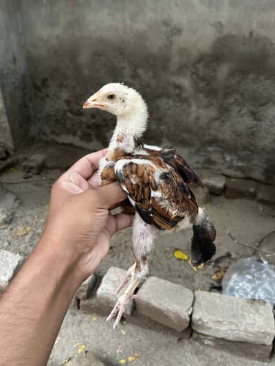 Lakha Aseel Chicks