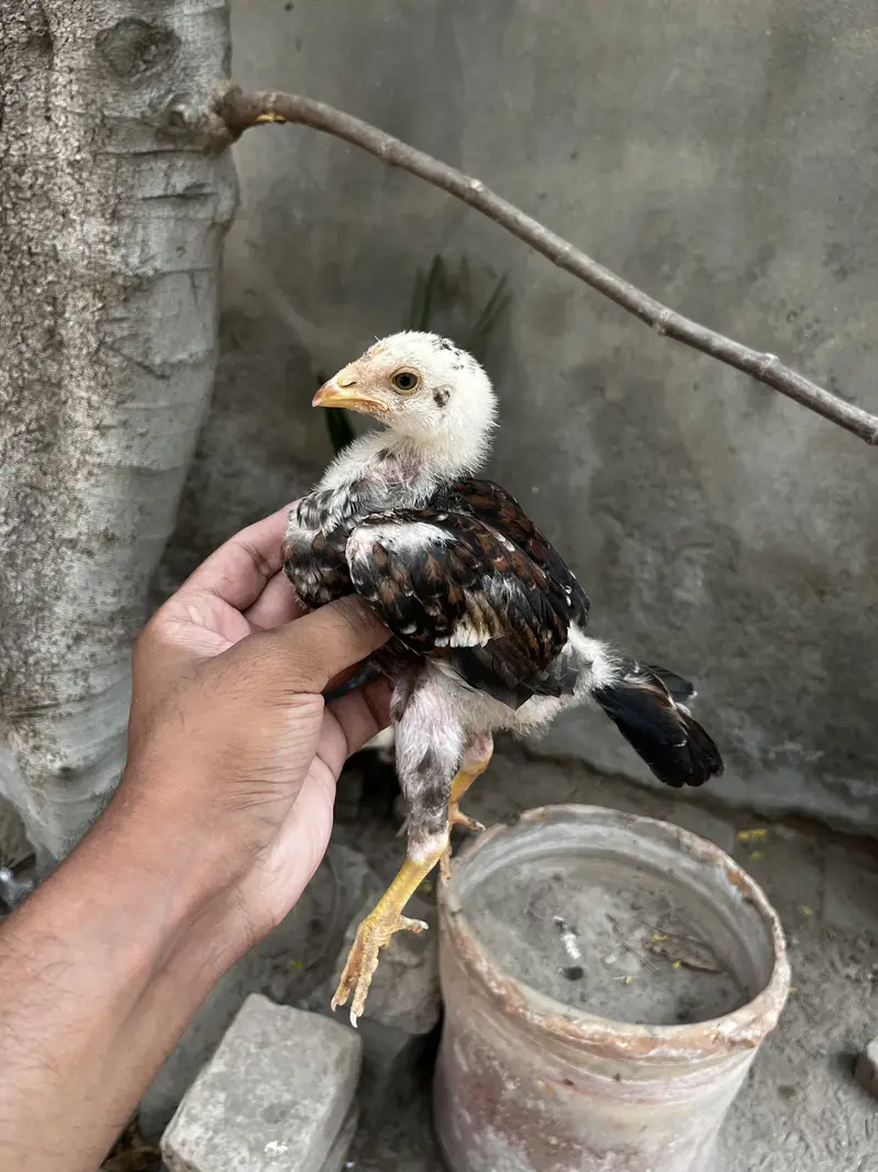 Lakha Aseel Chicks — photo 2