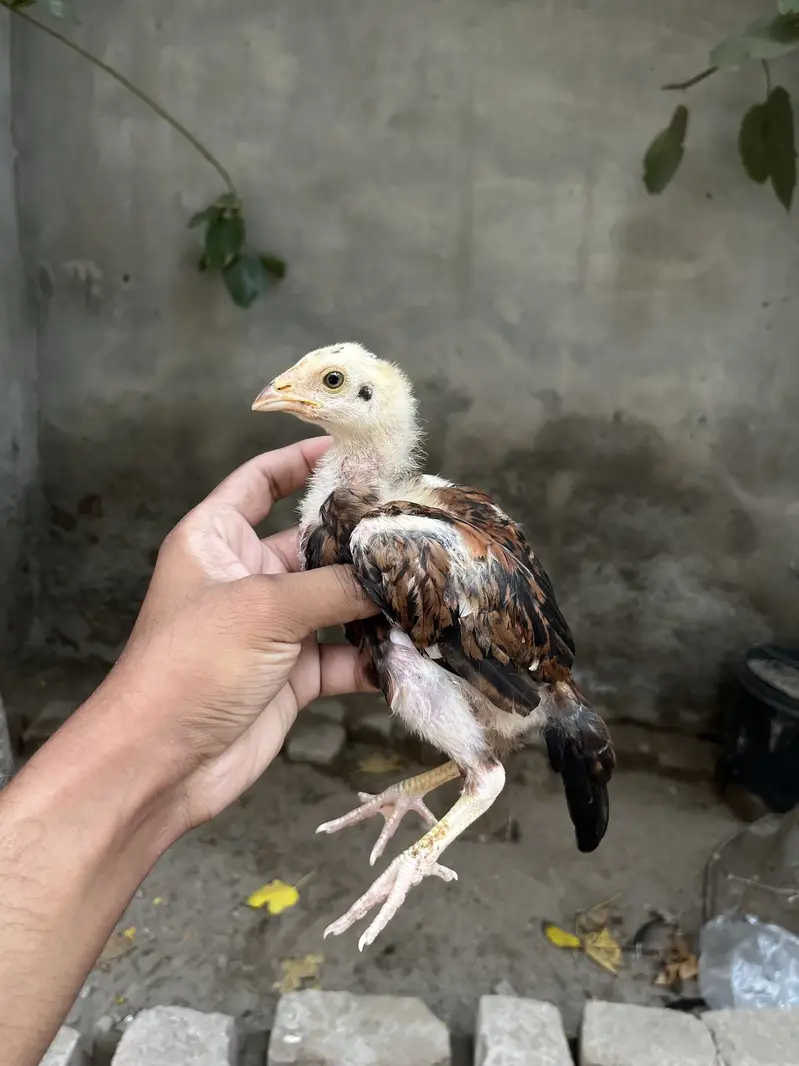 Lakha Aseel Chicks — photo 3