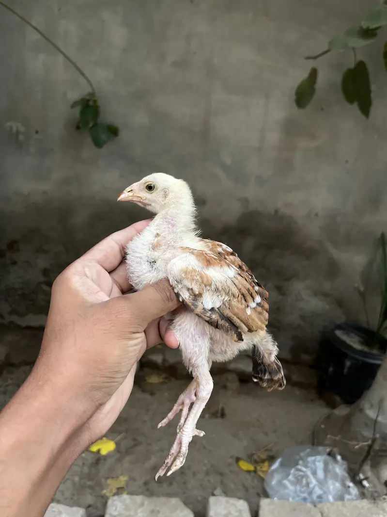 Lakha Aseel Chicks — photo 4