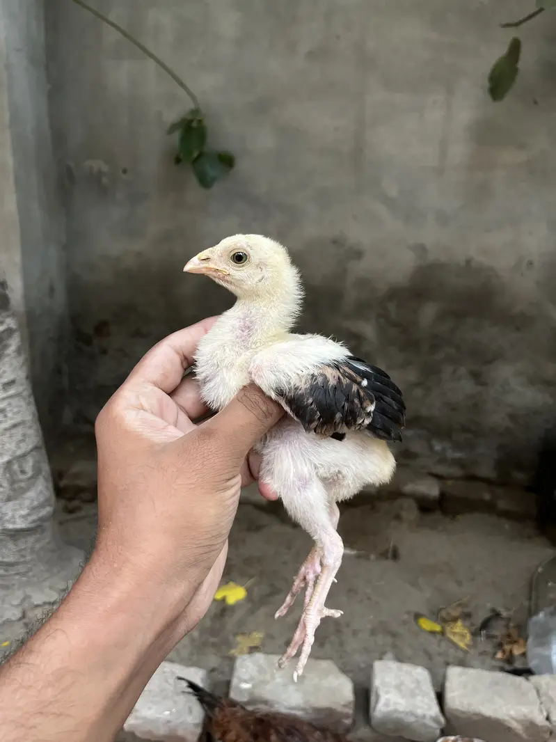 Lakha Aseel Chicks — photo 5