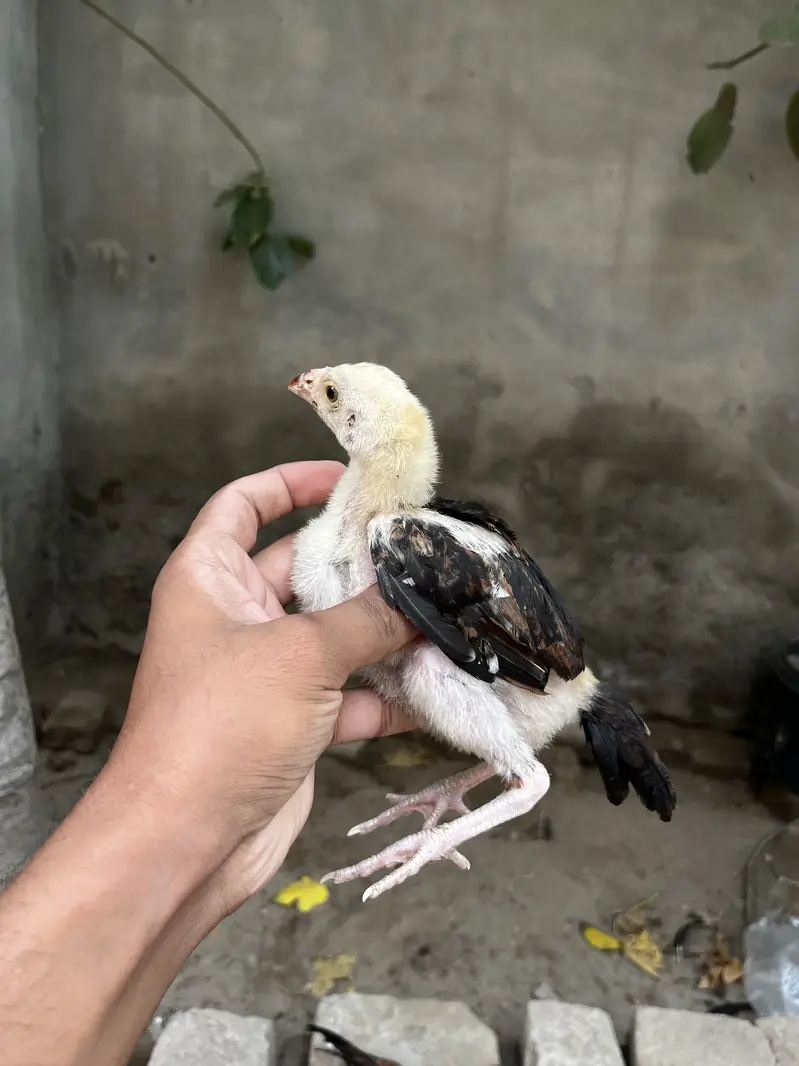 Lakha Aseel Chicks — photo 6