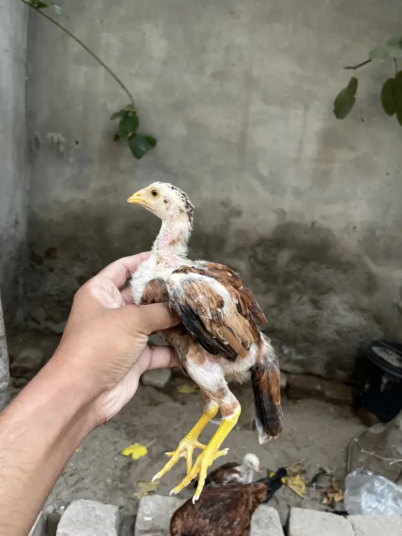Lakha Aseel Chicks — photo 7