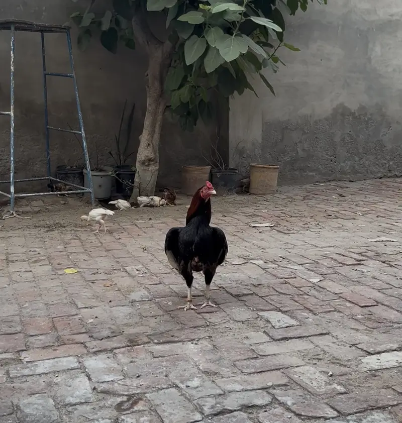 Lakha Aseel Chicks — photo 8