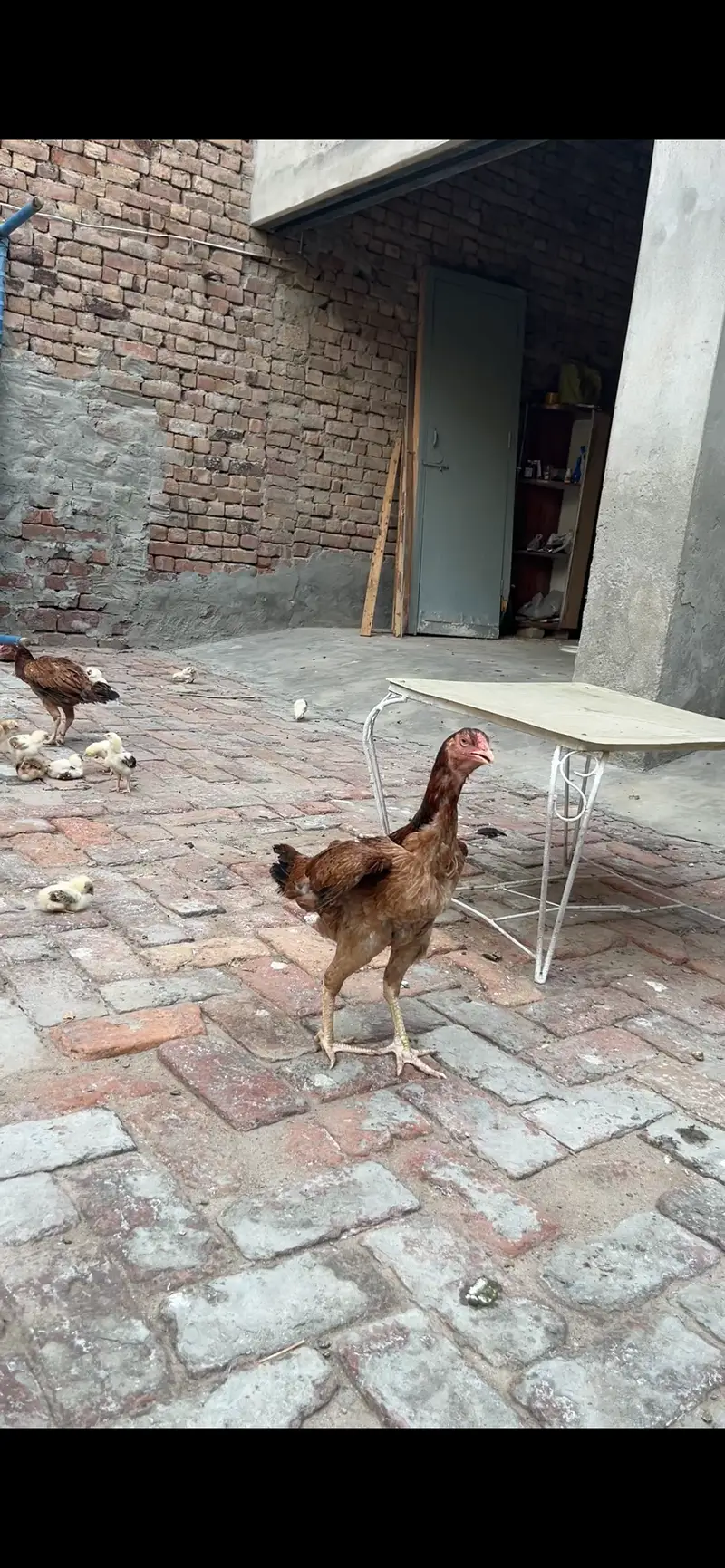 Lakha Aseel Chicks — photo 9