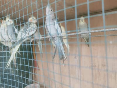 birds