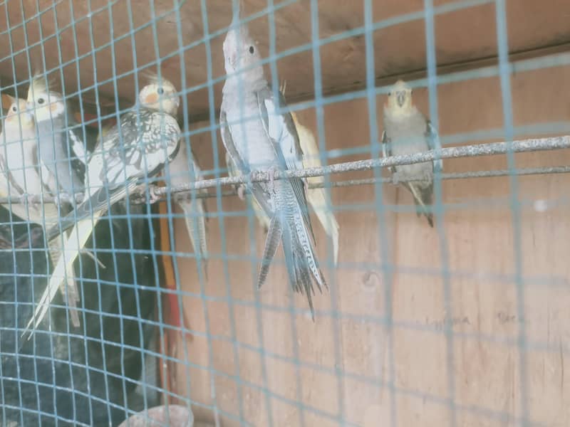 birds 0
