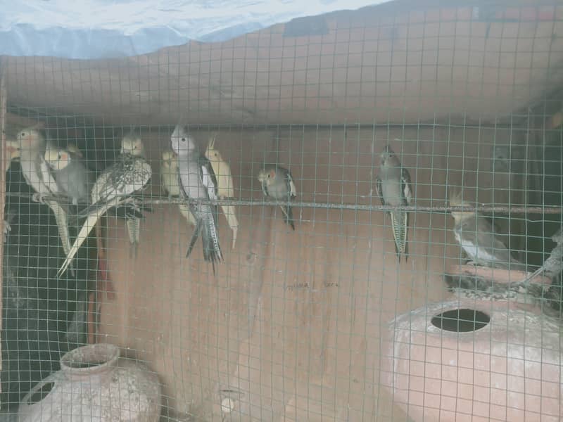 birds 1