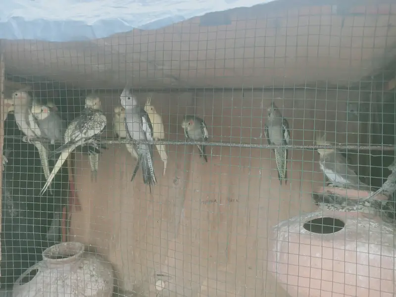 birds — photo 2