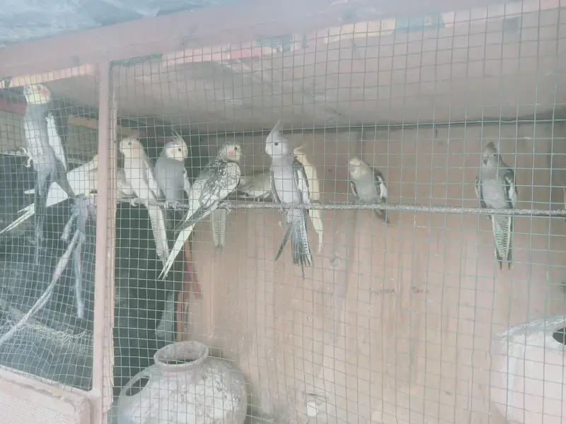 birds — photo 3