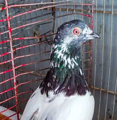 High flay male for sale.