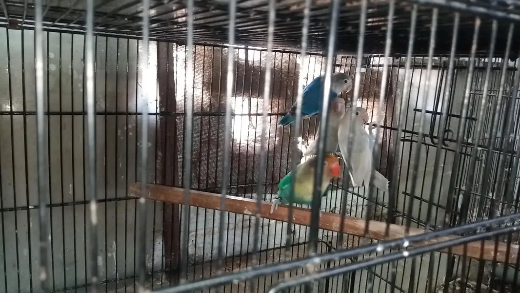Lovebirds and cocktail breeder pair — photo 2