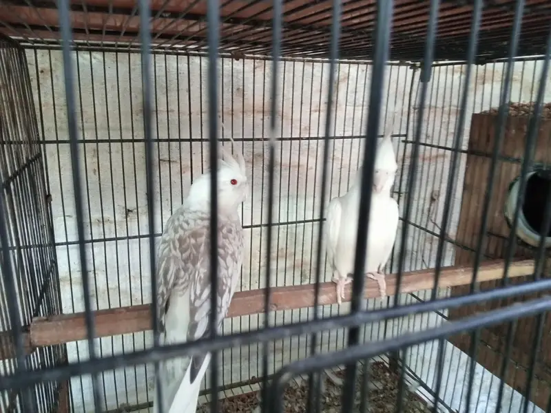 Lovebirds and cocktail breeder pair — photo 3