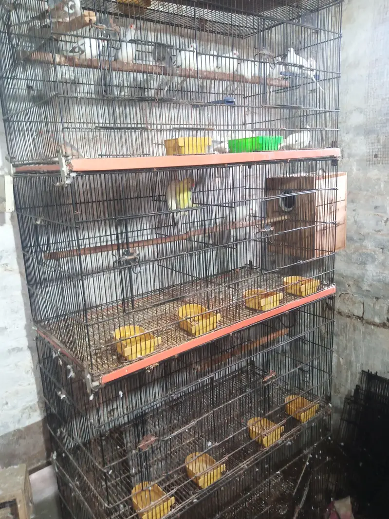 Lovebirds and cocktail breeder pair — photo 4