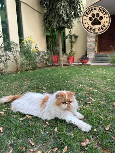 piki  | male| high quality | for matting