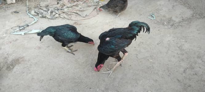 Pure Aseel Hens for sale