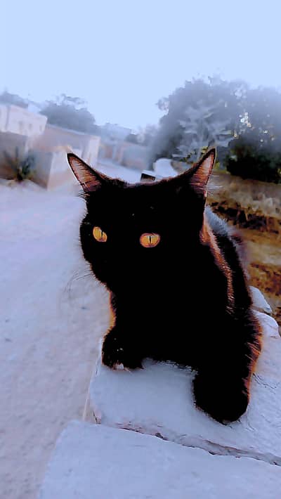 Persian female cat