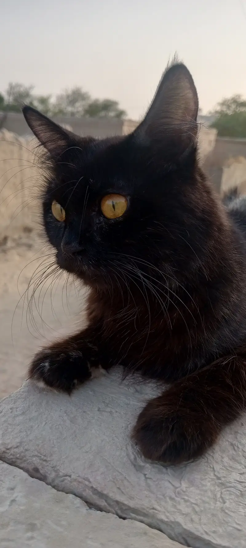 Persian female cat — photo 2