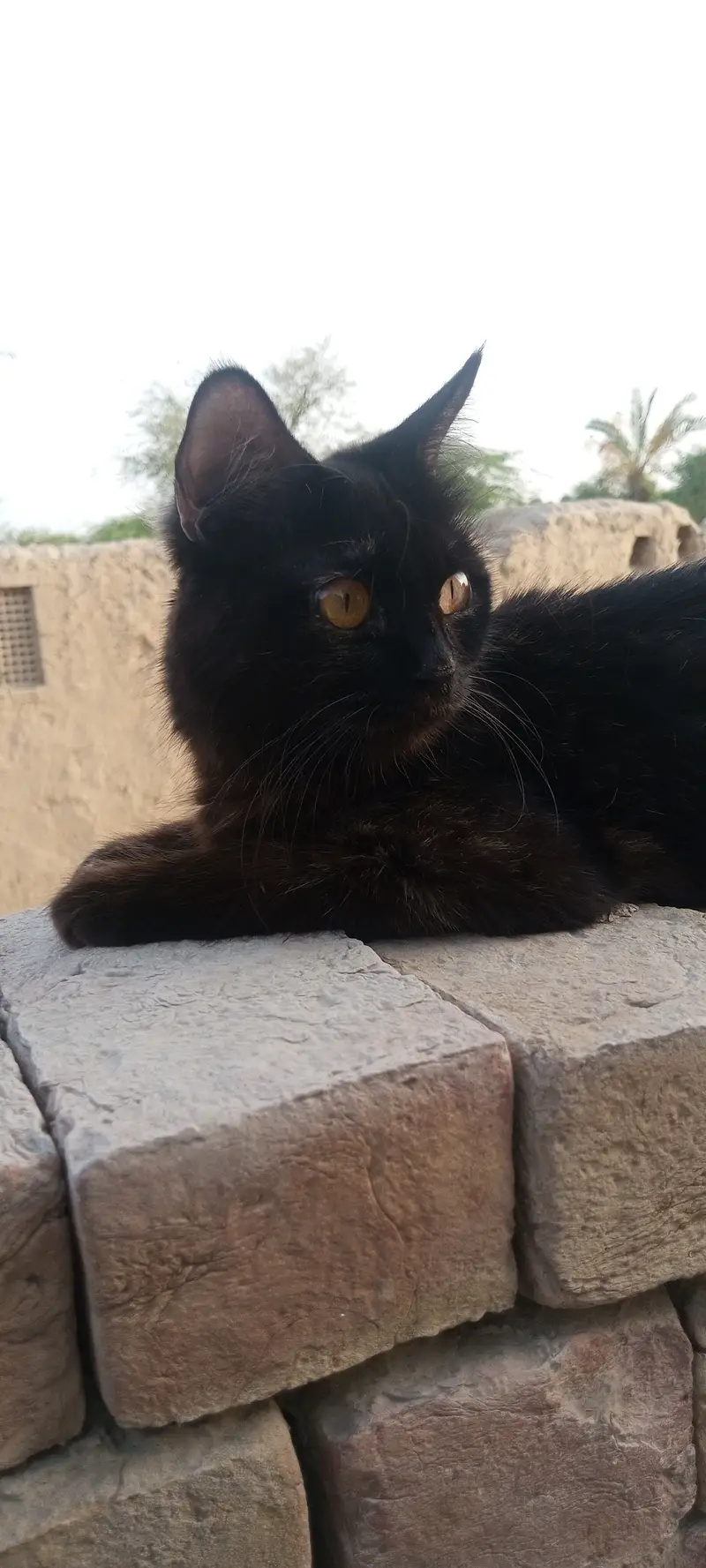 Persian female cat — photo 3