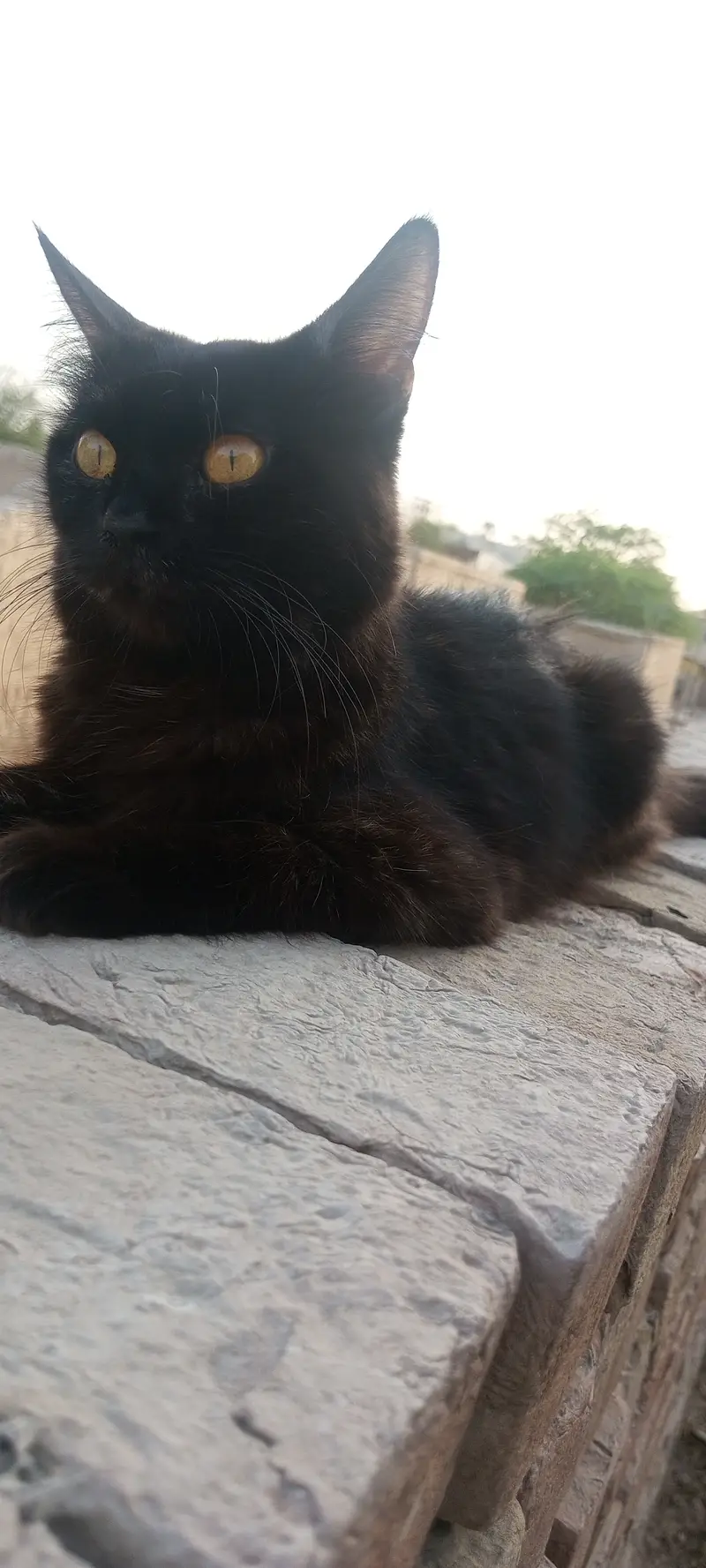 Persian female cat — photo 4
