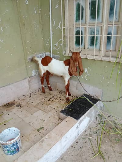 Goat | Bkra | Desi Bkra | Desi Goat | Bkra For Sale