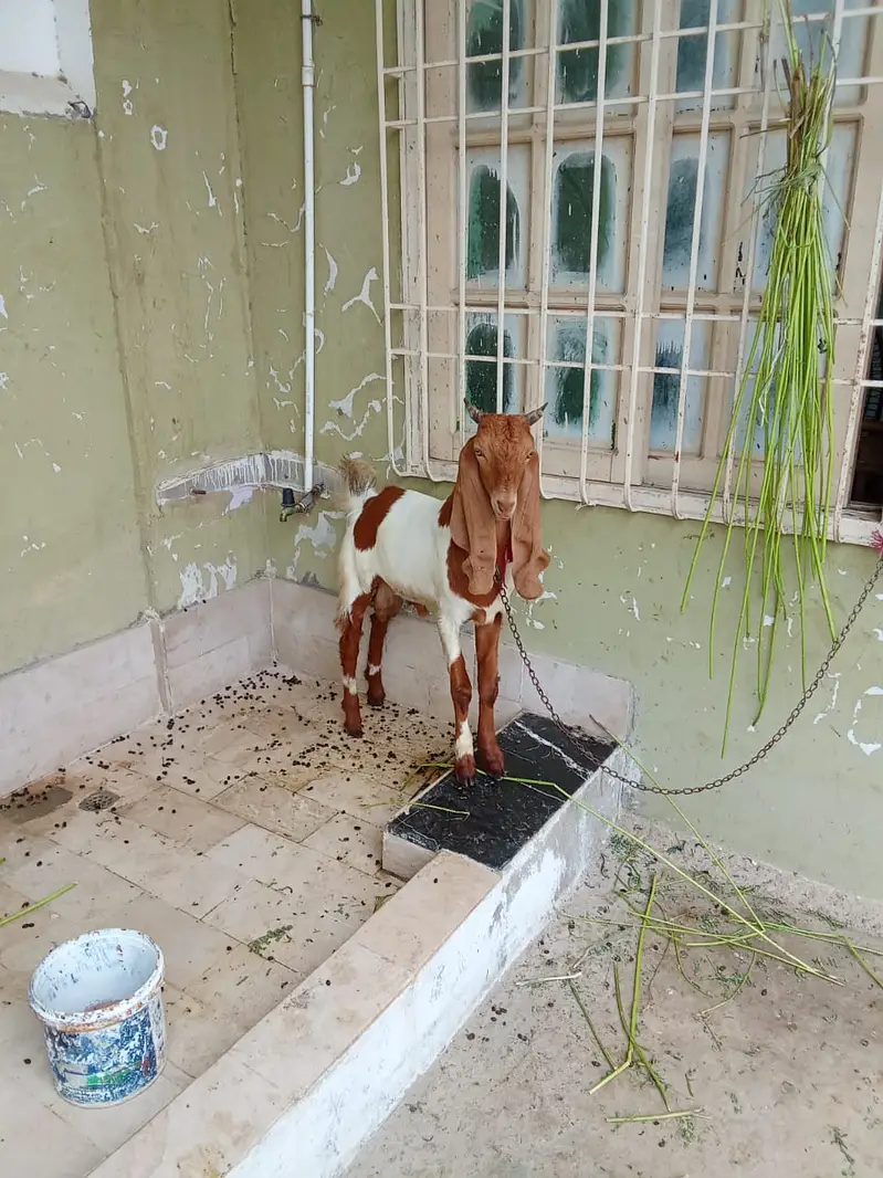Goat | Bkra | Desi Bkra | Desi Goat | Bkra For Sale — photo 2