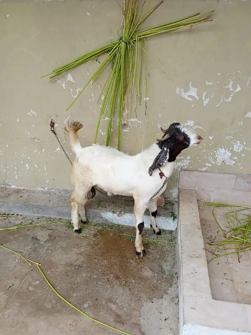 Goat | Bkra | Desi Bkra | Desi Goat | Bkra For Sale — photo 3