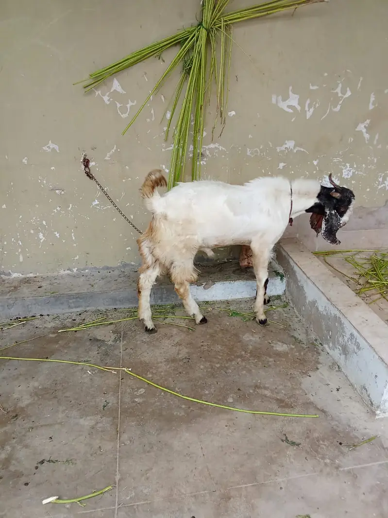 Goat | Bkra | Desi Bkra | Desi Goat | Bkra For Sale — photo 4