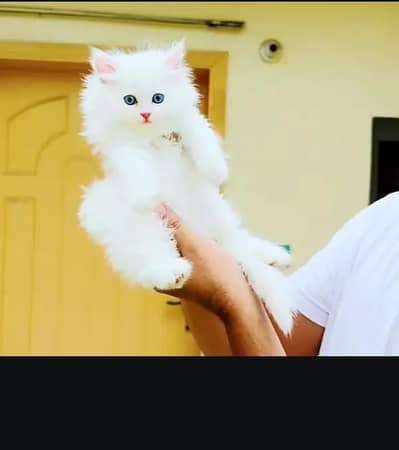 (Persian female kitten) (for sale all) (Pakistan delivery available)