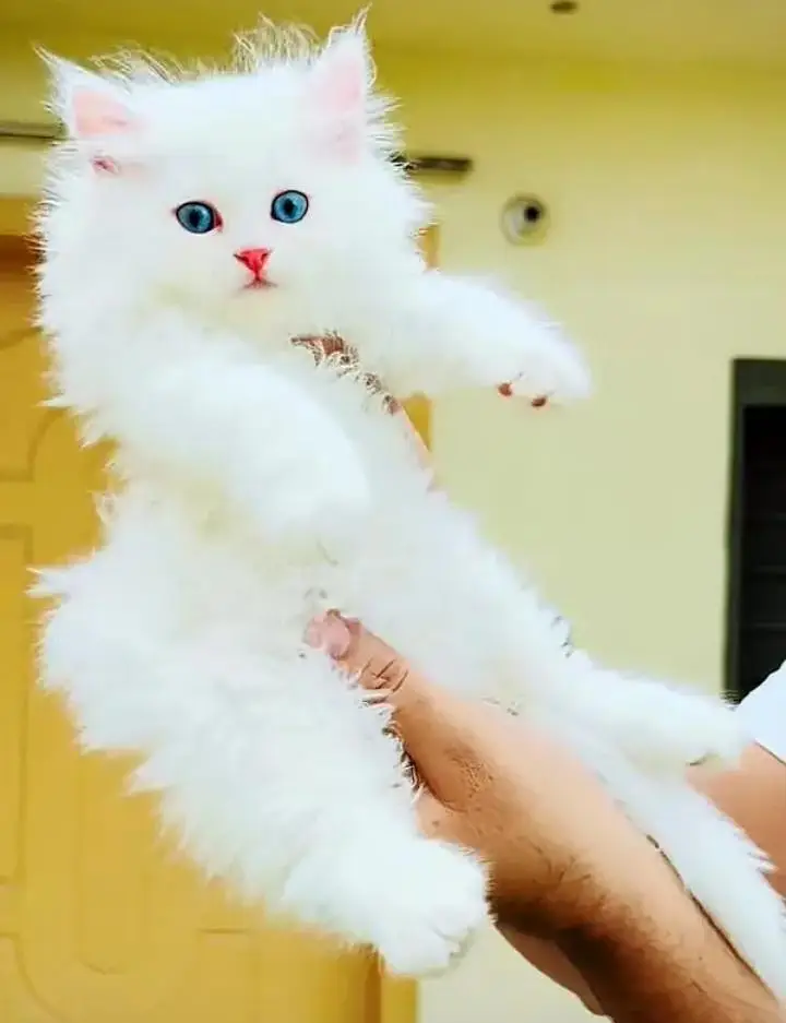 (Persian female kitten) (for sale all) (Pakistan delivery available) — photo 2