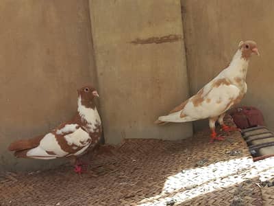 Beautiful Pigeon Pair for Sale