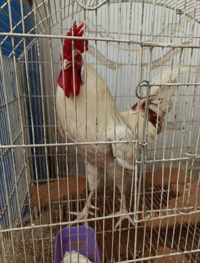 misri murga for sale