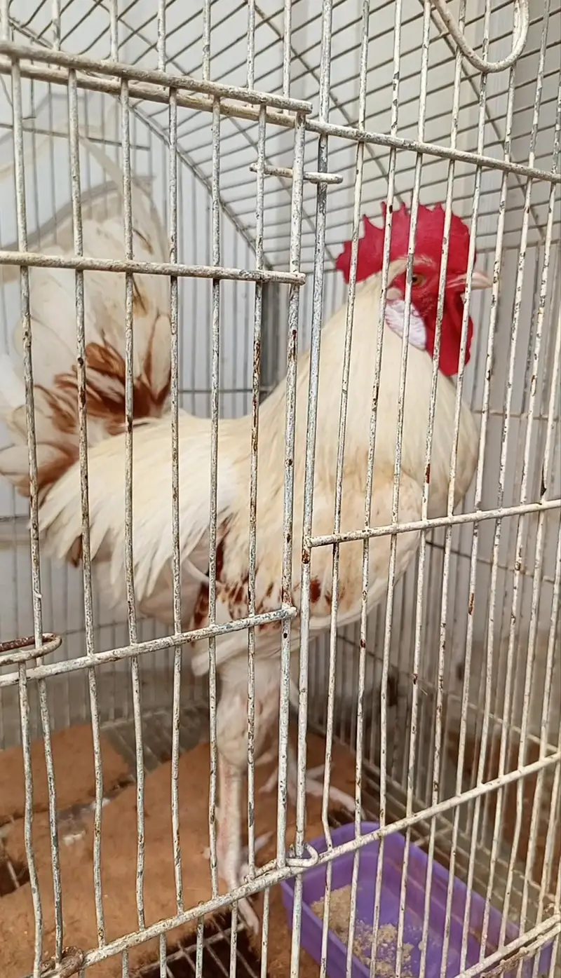 misri murga for sale — photo 2