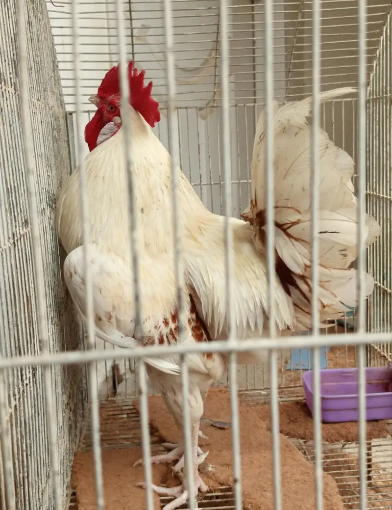 misri murga for sale — photo 3