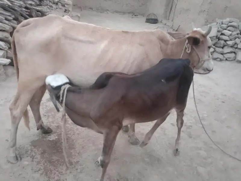 sell cows with sons