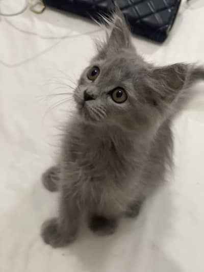 Gray Persian Kitten for Sale