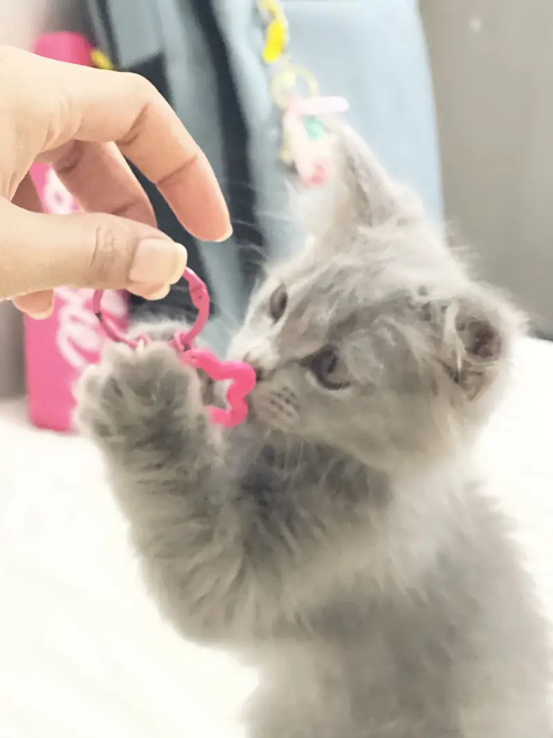Gray Persian Kitten for Sale — photo 2