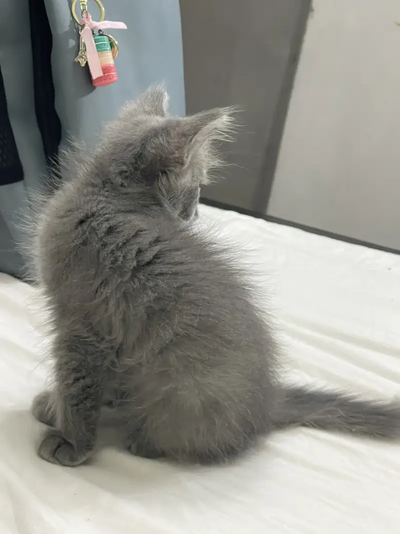 Gray Persian Kitten for Sale — photo 3