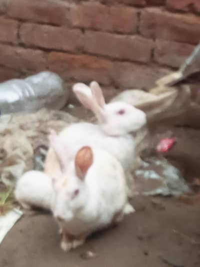 red eyes rabbit