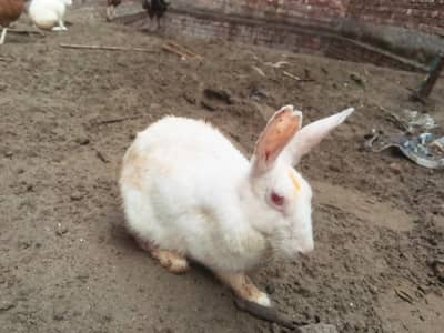 red eyes rabbit