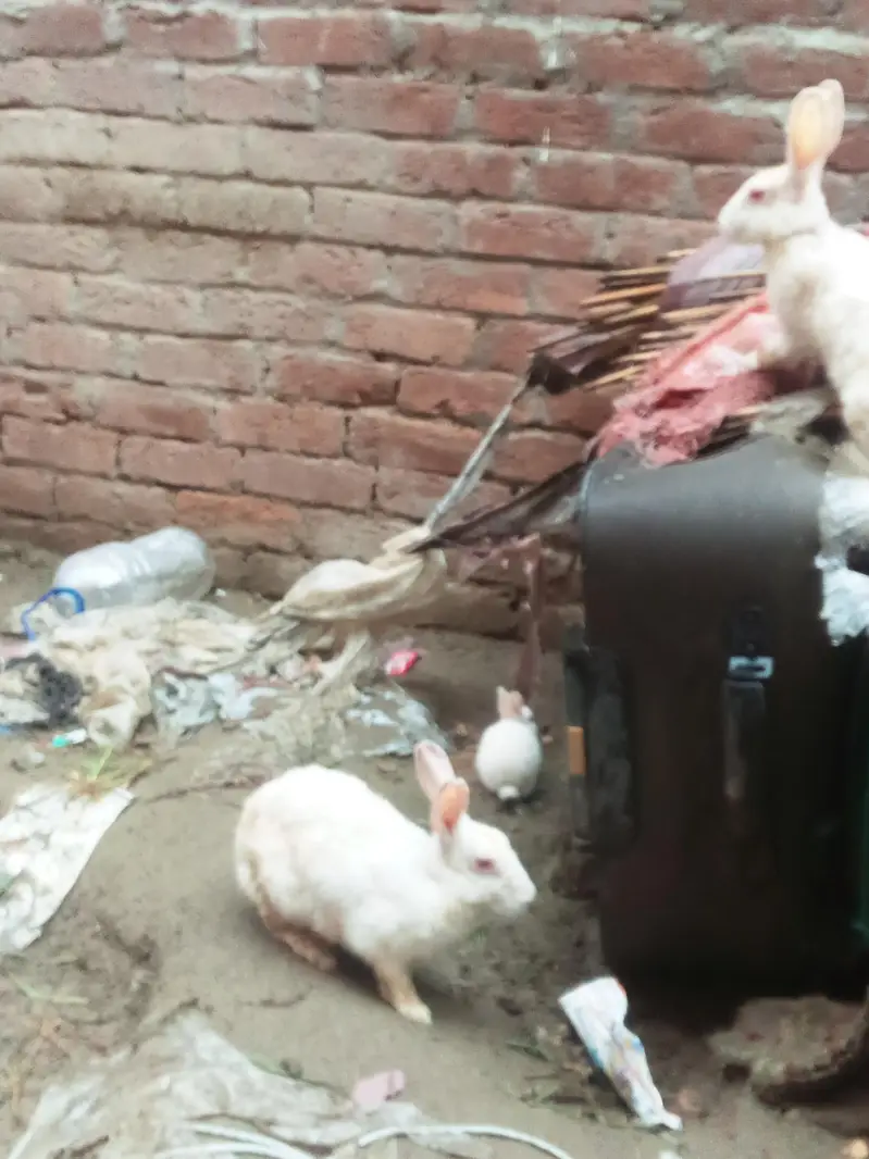 9 red eyes rabbit 1 female ni 10 tak bacha dana ha — photo 3