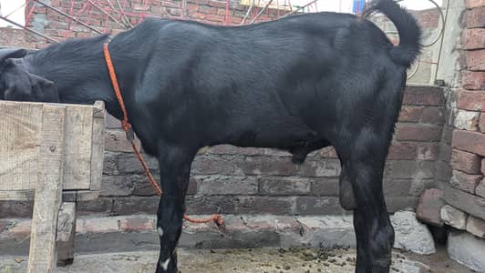 Bakra top quality breeder
