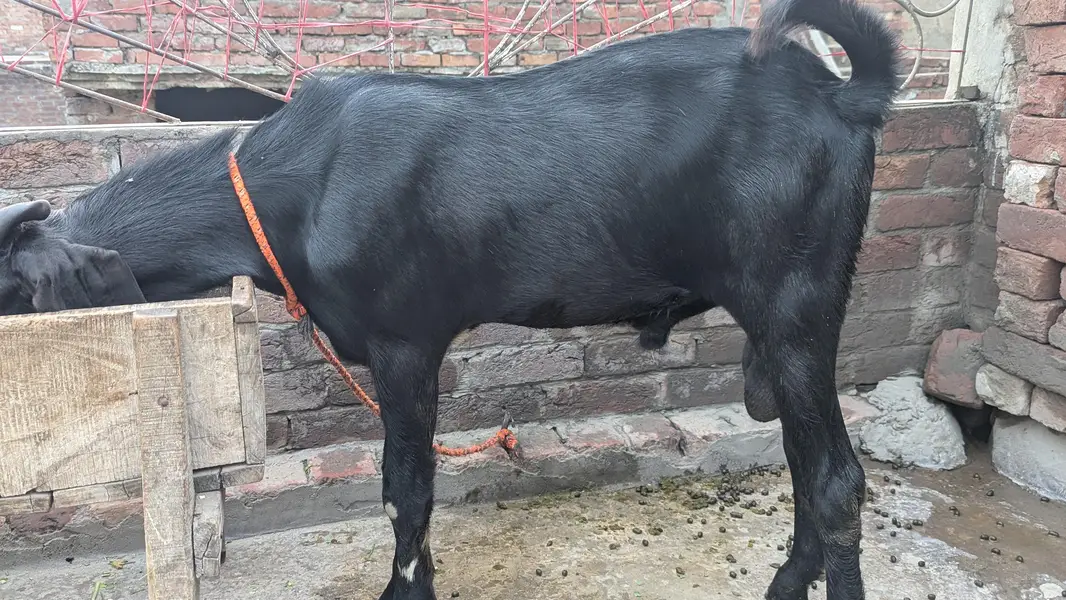 Bakra top quality breeder — photo 2