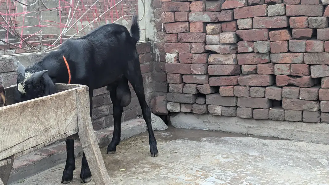 Bakra top quality breeder — photo 3